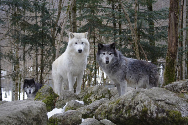 Maison des Loups